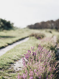 Purple flowering plants on field against sky