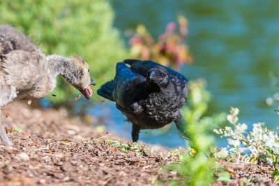 Close-up of birds fighting