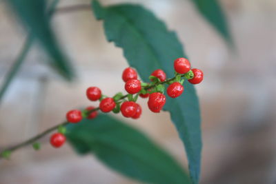 Close-up of red berries growing on plant