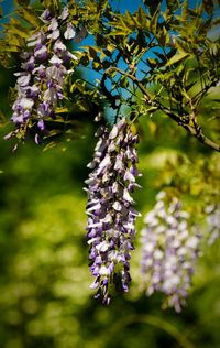 Close-up of purple lavender flowers