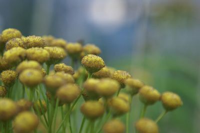 Close-up of flower growing in field