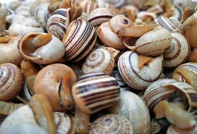 Close-up of shells