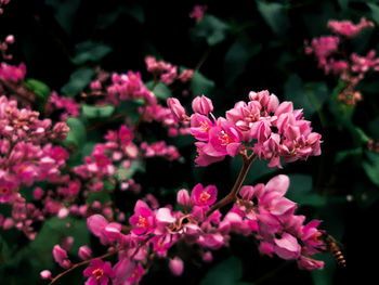 Close-up of pink flowering plants