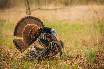 Close-up of bird on field