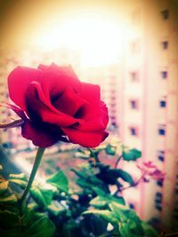 Close-up of red flower blooming outdoors