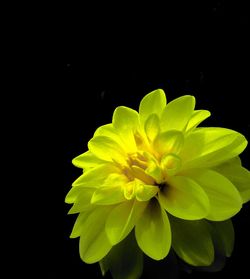 Close-up of flower over black background