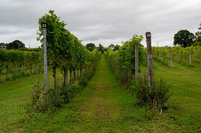 Panoramic shot of trees on field against sky