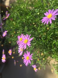 Close-up of purple flowers blooming outdoors