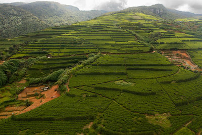 Green tea terraces and a village on the hillsides. tea plantations landscape. nuwara eliya