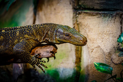 Close-up of a lizard