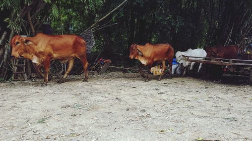 Cows standing in field