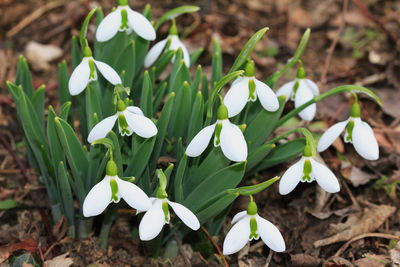 Close-up of white flowering plant on field