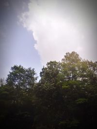 Low angle view of trees against sky