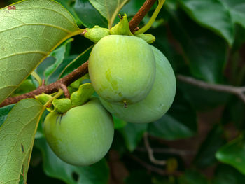 Close-up of fruit growing on tree