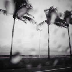 View of palm trees
