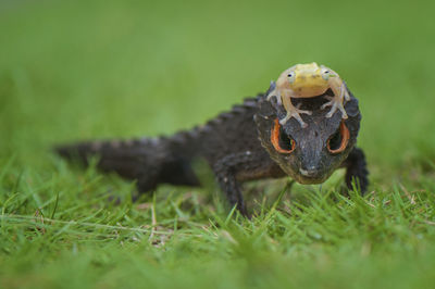 Close-up of skink and frog on grass