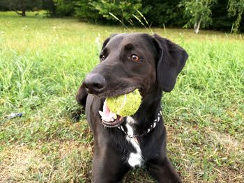 Black dog looking away on field