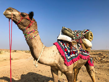 View of horse on desert against clear sky