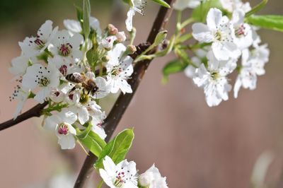 Close-up of white flowers on branch