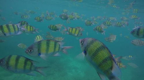 Close-up of fish swimming in tank