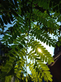 Low angle view of tree leaves