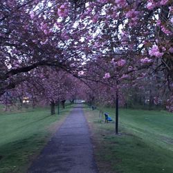 Footpath in park