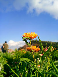 Close-up of flowering plant on field against sky
