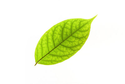 Close-up of green leaves against white background