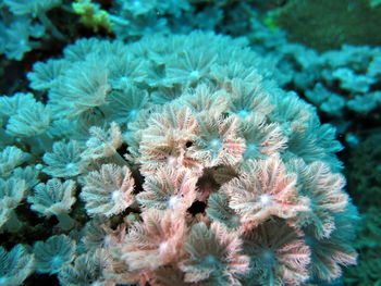 Close-up of coral in sea