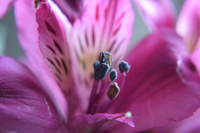 Close-up of purple flowering plant