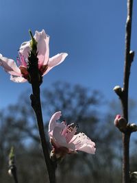 Close-up of pink flowering plant against sky