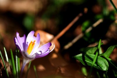 Close-up of purple crocus