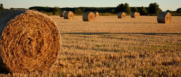 Bales of straw