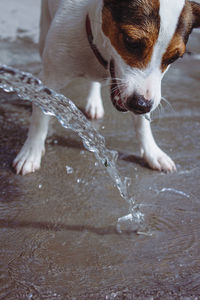 Low angle shot of playful terrier dog looking at water flowing from a gardenhose on a hot summer day