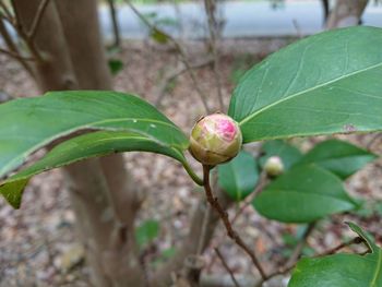 Close-up of plant growing on tree