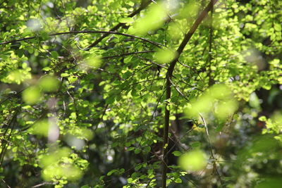 Close-up of leaves on tree in forest