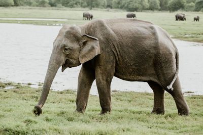 Elephant walking on field by lake