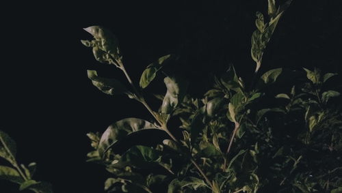 Plants growing at night