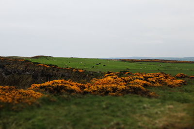 Scenic view of field against sky