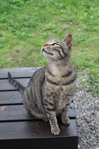 Close-up of cat sitting outdoors