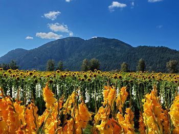 Scenic view of sunflower field against sky