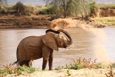 Side view of elephant drinking water