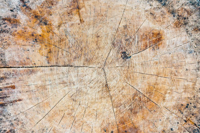 Full frame shot of tree stump