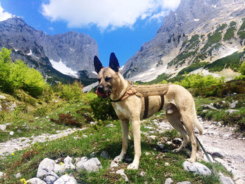 Scenic mountain panorama and hiking dog in front