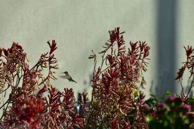 Close-up of red flowering plant