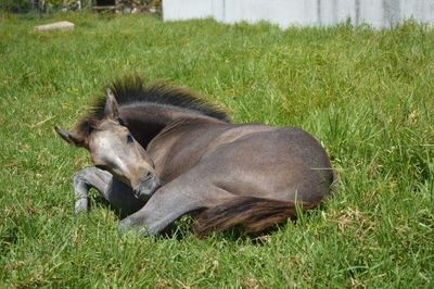 Dog relaxing on grassy field