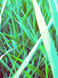 Close-up view of grass