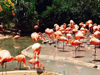 Flock of birds in water