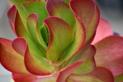 Close-up of succulent plant