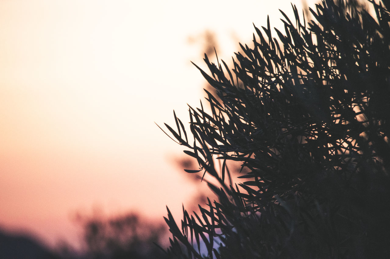 CLOSE-UP OF SILHOUETTE PINE TREE AGAINST SKY